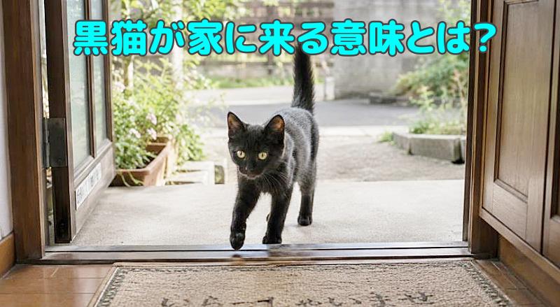 黒猫