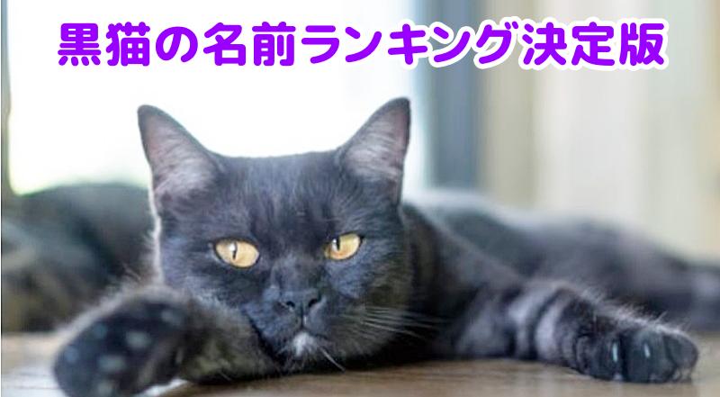 黒猫
