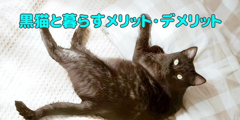黒猫