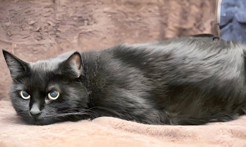 長毛の黒猫