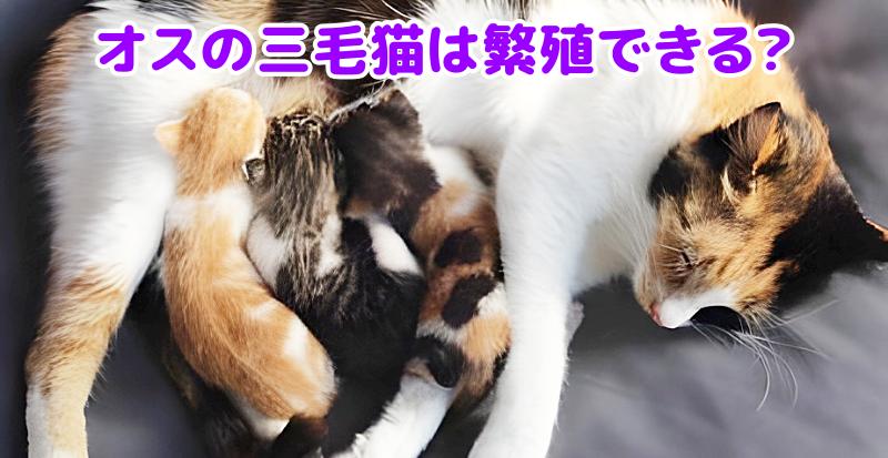 三毛猫