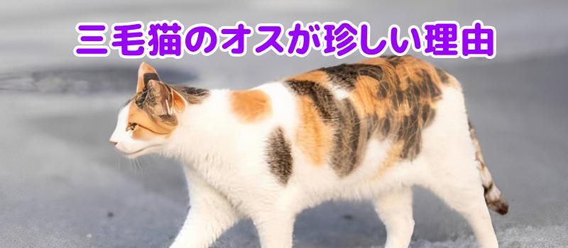 三毛猫のオス