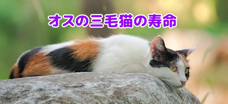 三毛猫