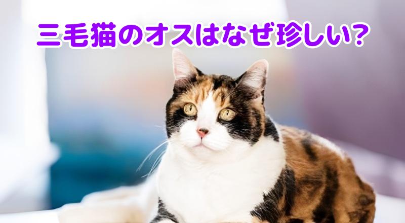 三毛猫のオス
