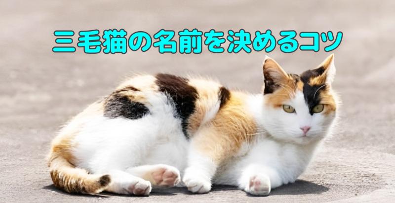 三毛猫