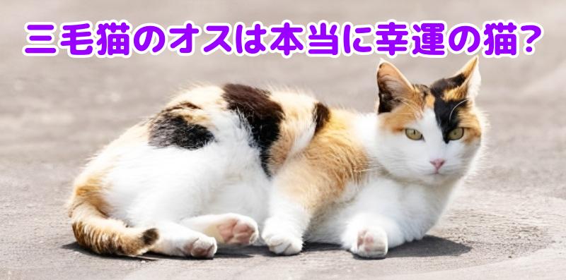 三毛猫のオス