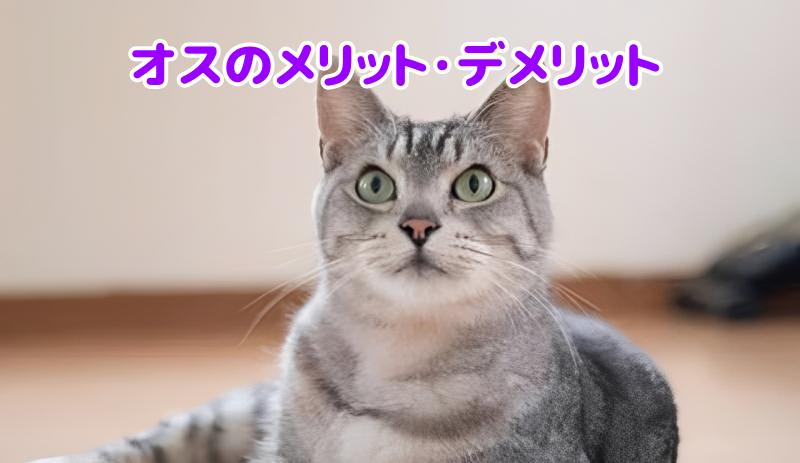 サバトラ猫