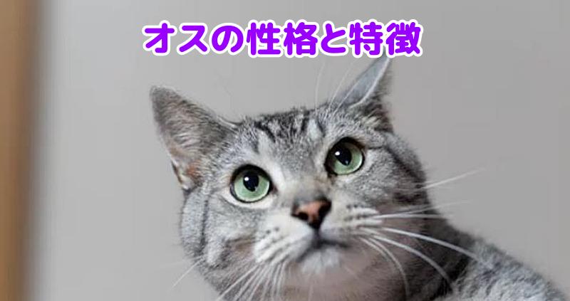 サバトラ猫