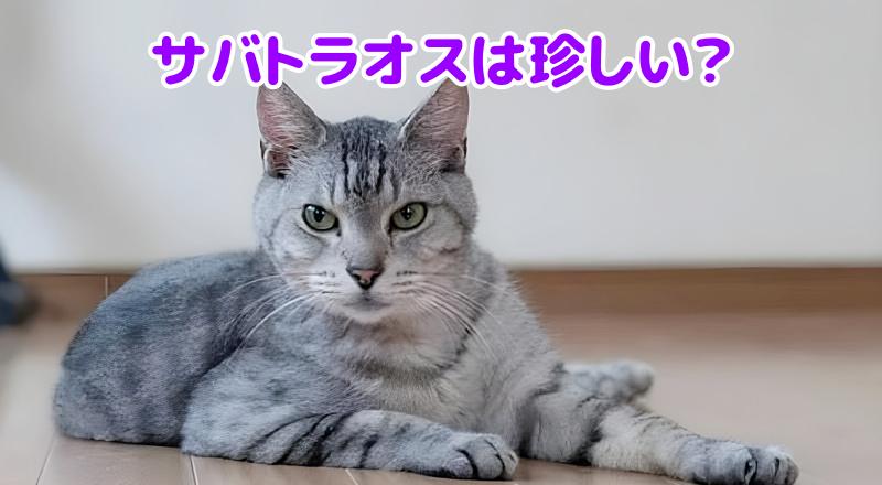 サバトラ猫