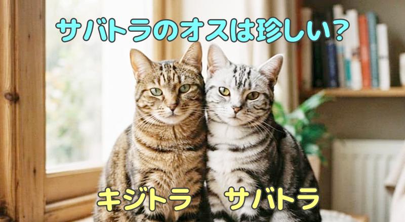 サバトラ