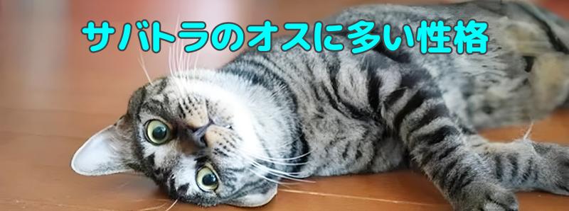 サバトラ