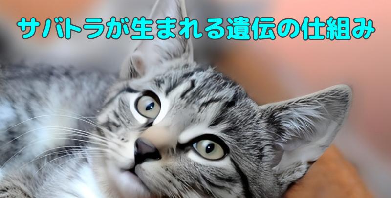 サバトラ
