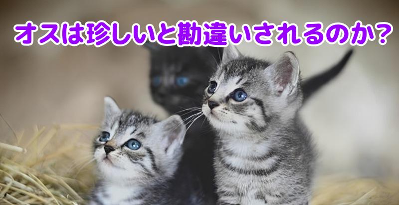 サバトラ猫