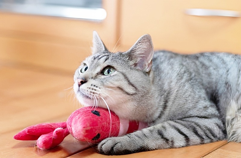 サバトラ猫