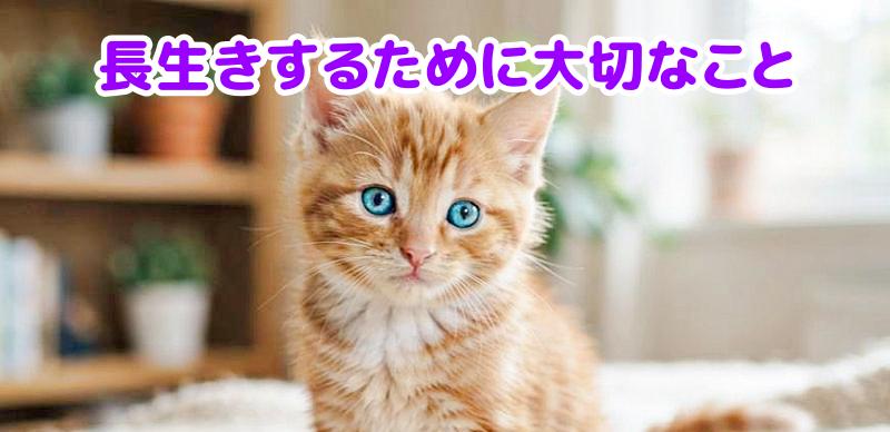 茶トラ