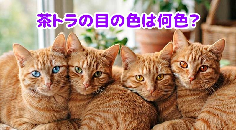 目の色が違う4匹の茶トラ猫