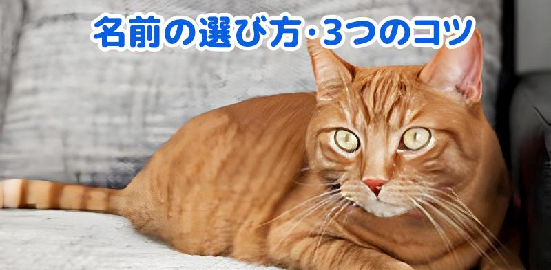 茶トラ
