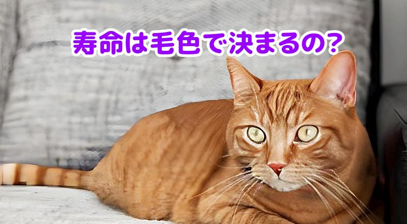 茶トラ