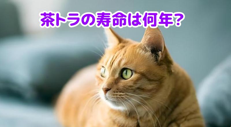 茶トラ