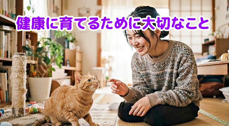 茶トラ