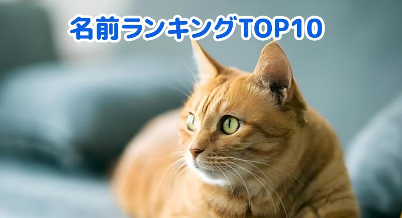 茶トラ