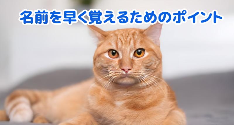 茶トラ