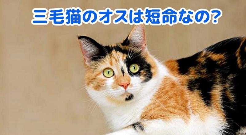三毛猫