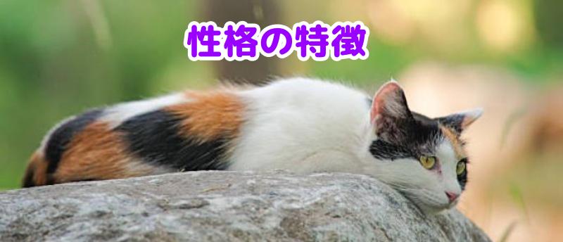 三毛猫