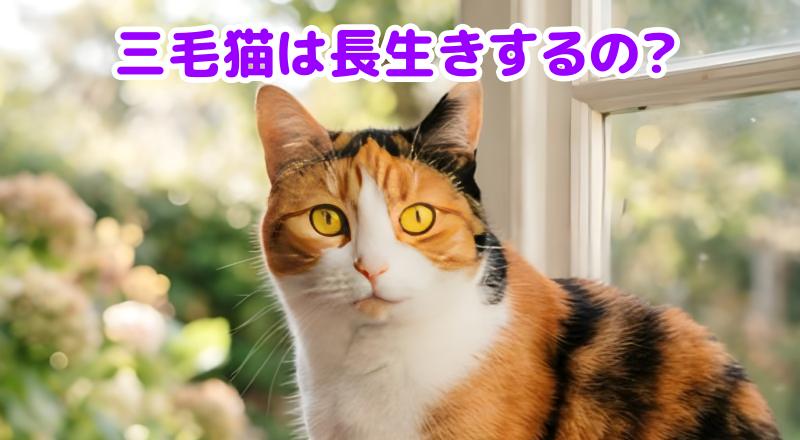 三毛猫