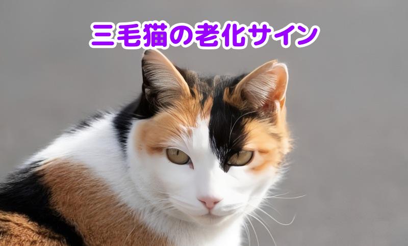 三毛猫