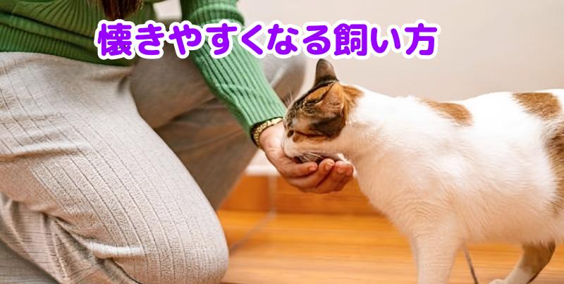 三毛猫