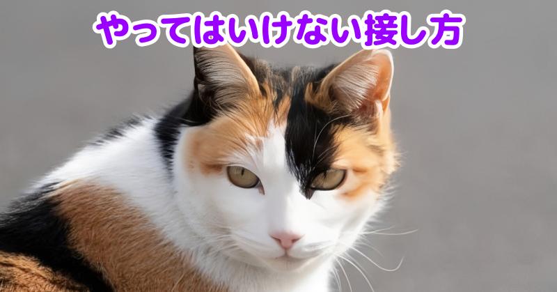 三毛猫