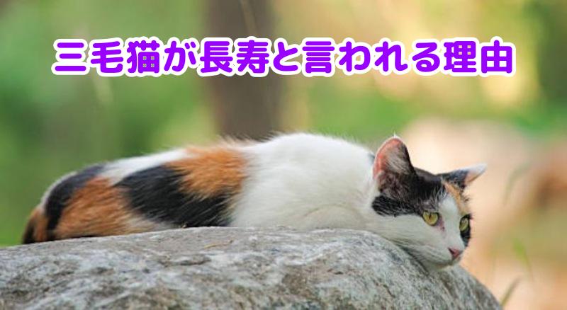 三毛猫