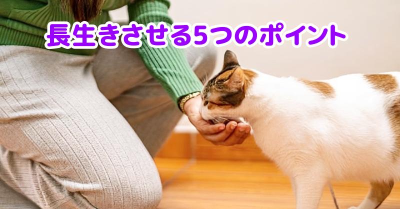三毛猫