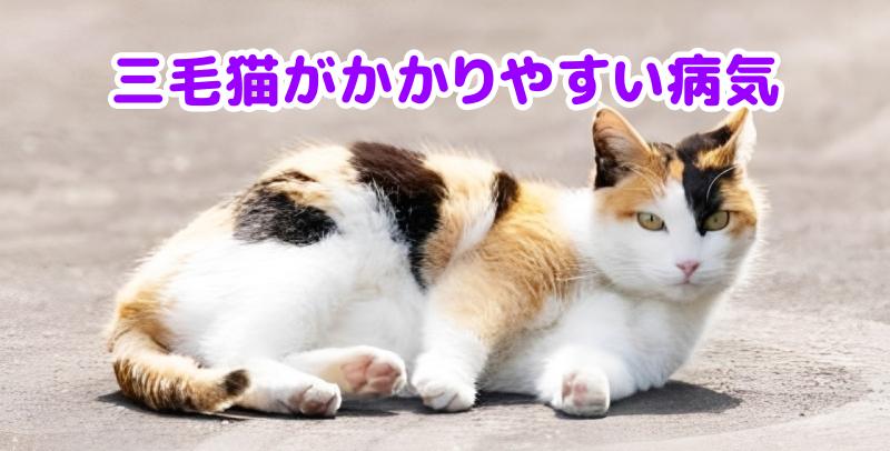 三毛猫