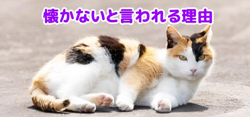 三毛猫