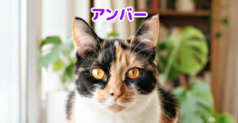 三毛猫の目の色アンバーの猫