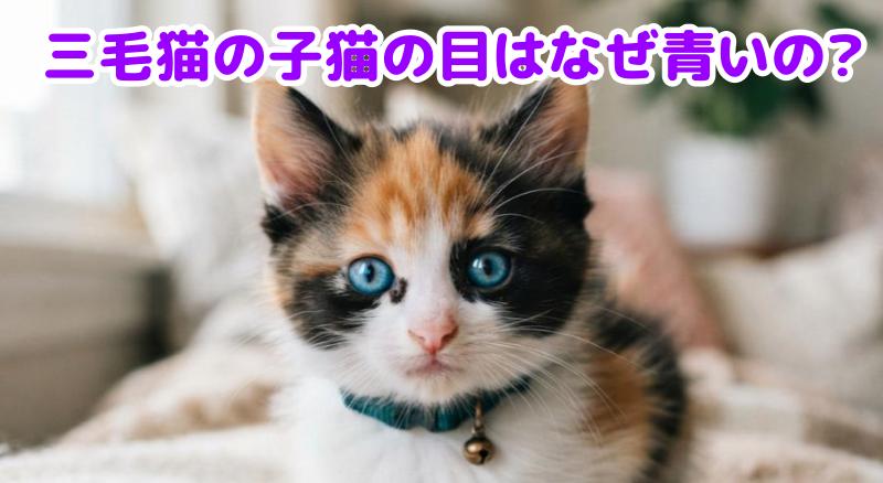 三毛猫の青い目の子猫