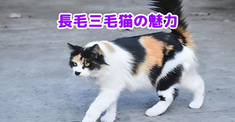 三毛猫の長毛