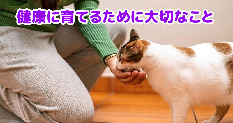 三毛猫