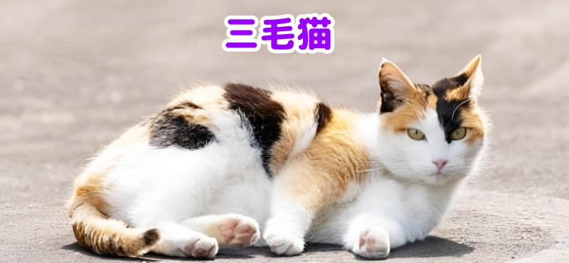 三毛猫