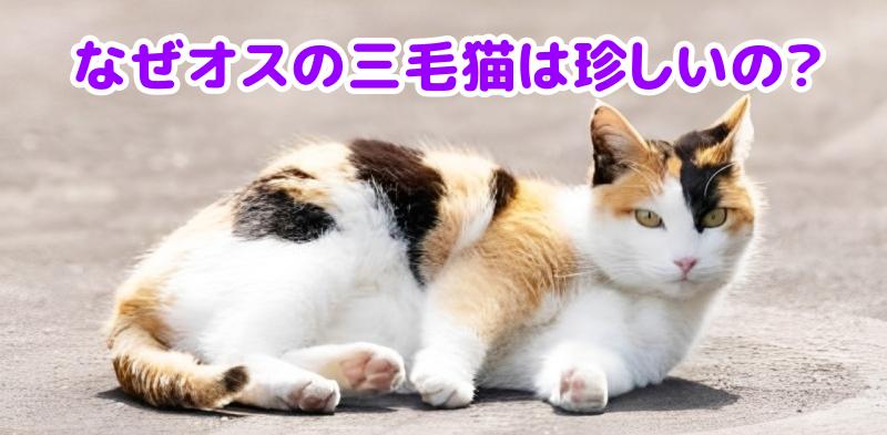 三毛猫