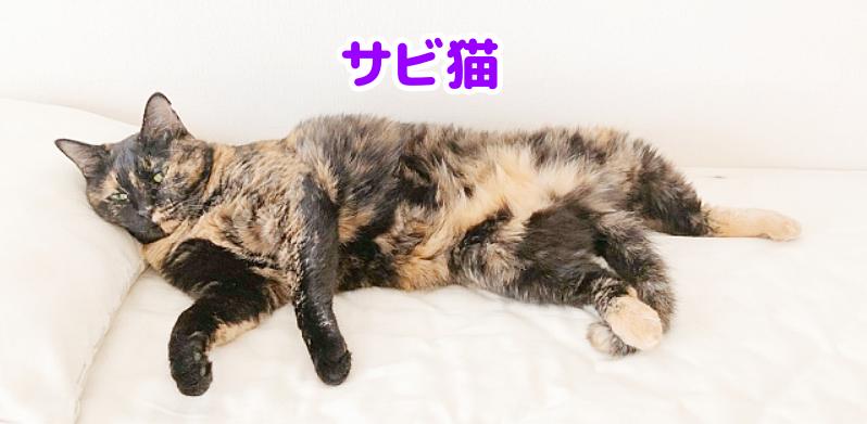 サビ猫