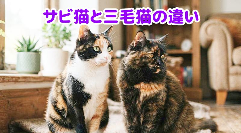 サビ猫と三毛猫が仲良く座っている