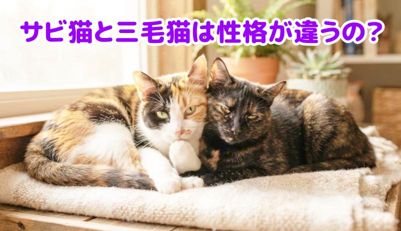 サビ猫と三毛猫