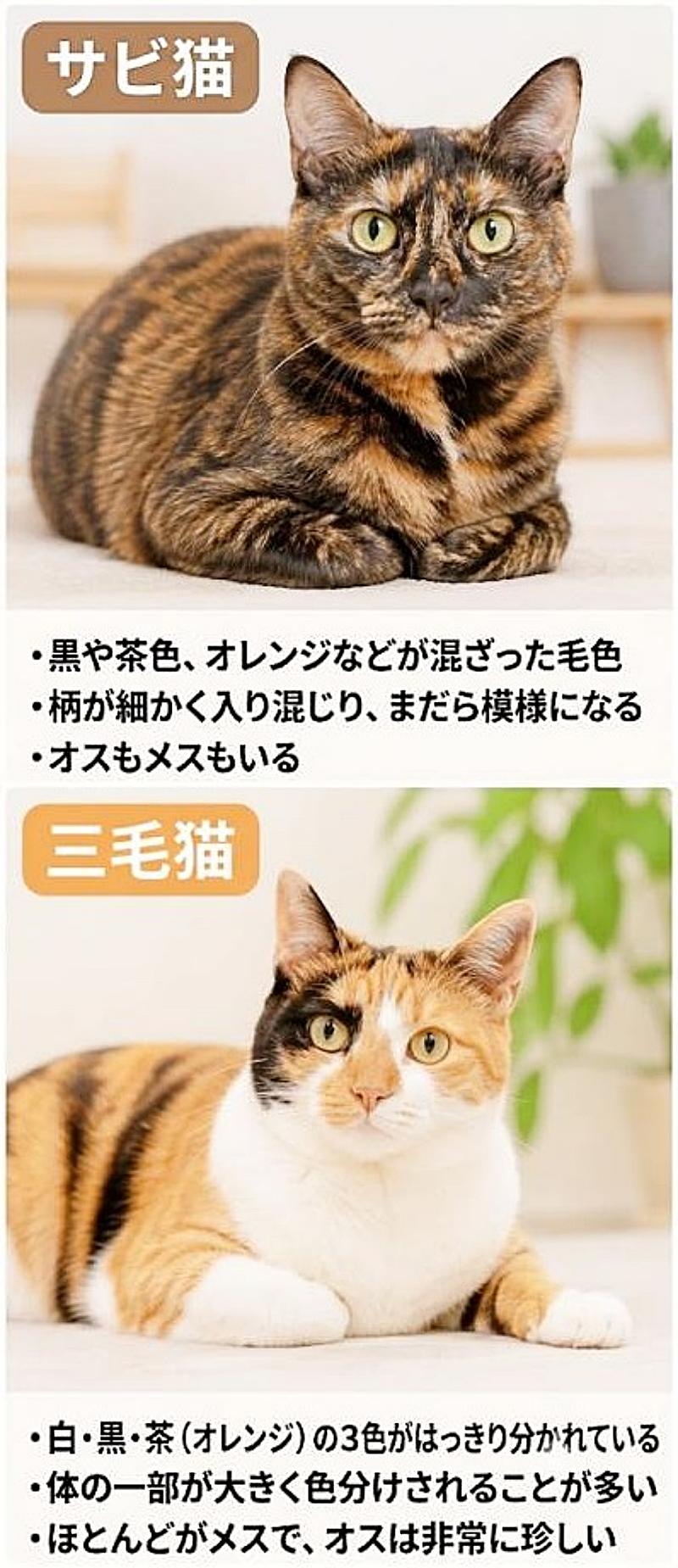 サビ猫と三毛猫の違い