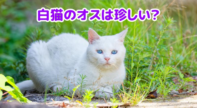 白猫