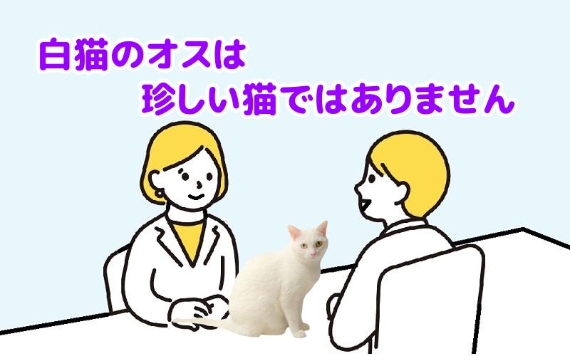 白猫のオスは珍しい猫ではありませんと説明する専門家
