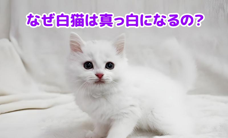 白猫の子猫