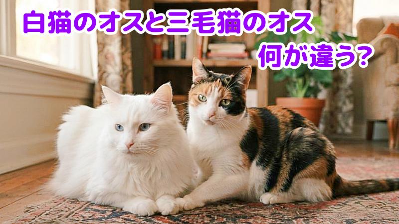 白猫のオスと三毛猫のオス